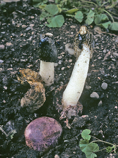 Phallus impudicus
